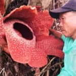 Langka, Bunga Rafflesia Arnoldi Berkelopak Enam Mekar di Seluma