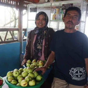 Sempat Dibilang Gila, Petani Rejang Lebong ini Sukses Budidaya Apel Sempat Dibilang Gila, Petani Rejang Lebong ini Sukses Budidaya Apel