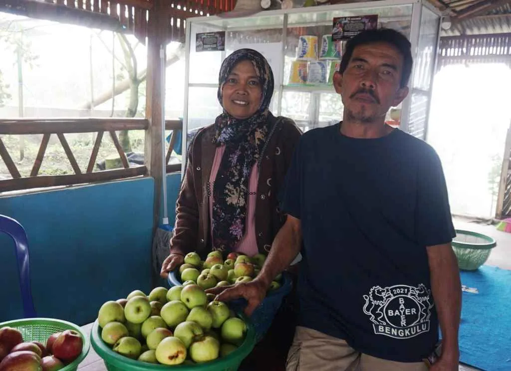 Sempat Dibilang Gila, Petani Rejang Lebong ini Sukses Budidaya Apel
