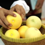 UGM Ciptakan Buah Melon Sebesar Apel