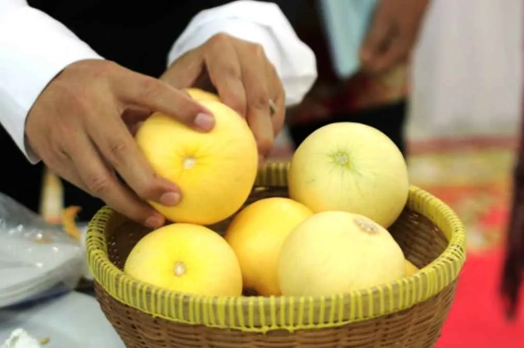 UGM Ciptakan Buah Melon Sebesar Apel