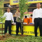 Punya 32 Tanaman Ganja Siap Panen, Tiga Pelaku Diamankan Polisi
