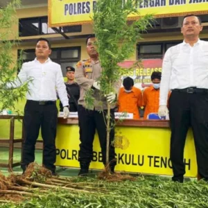 Punya 32 Tanaman Ganja Siap Panen, Tiga Pelaku Diamankan Polisi Punya 32 Tanaman Ganja Siap Panen, Tiga Pelaku Diamankan Polisi