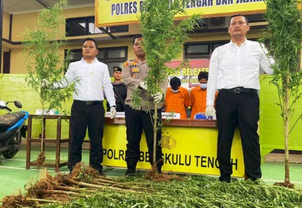 Punya 32 Tanaman Ganja Siap Panen, Tiga Pelaku Diamankan Polisi