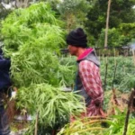 Tanam 400 Batang Ganja, Oknum Guru Resmi Dipecat