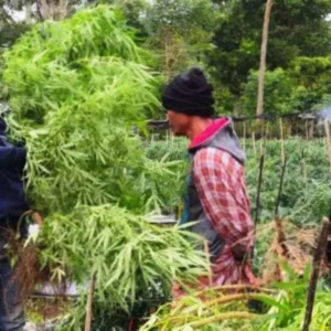 Tanam 400 Batang Ganja, Oknum Guru Resmi Dipecat Tanam 400 Batang Ganja, Oknum Guru Resmi Dipecat