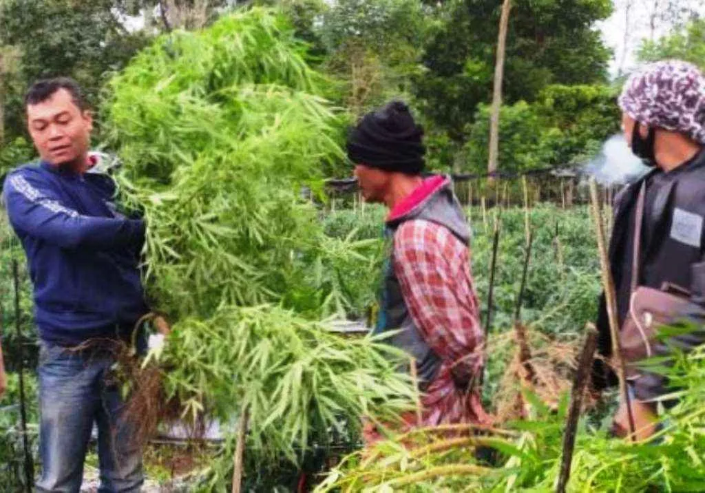 Tanam 400 Batang Ganja, Oknum Guru Resmi Dipecat