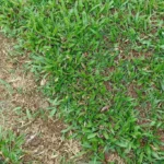 Rumput Stadion Mini Bengkulu