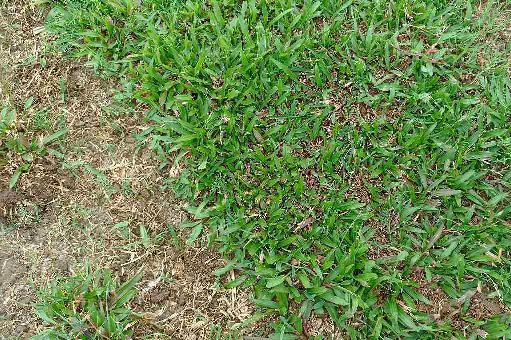 Rumput Stadion Mini Bengkulu