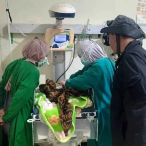 Geger, Penemuan Bayi laki-Laki di Pinggir Jalan Hutan Jati Doko
