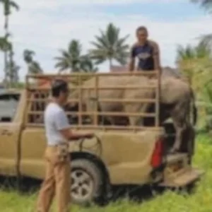 Gelar Ops, Satpol PP Damkar BS Tertibkan 5 Ekor Kerbau