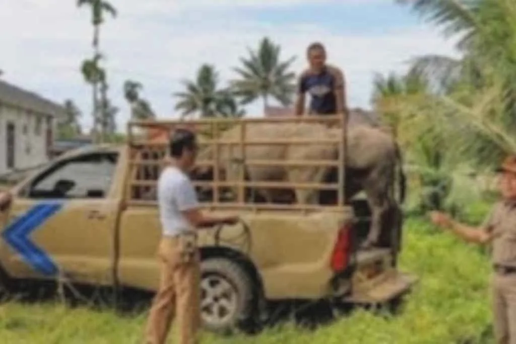 Gelar Ops, Satpol PP Damkar BS Tertibkan 5 Ekor Kerbau