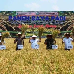 Ikut Panen Raya, Bupati Sanusi : Wujudkan Tani Tangguh Malang Makmur