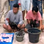 Judi Sabung Ayam Digerebek Polisi, Mantan Kades Ikut Terciduk