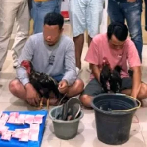 Judi Sabung Ayam Digerebek Polisi, Mantan Kades Ikut Terciduk