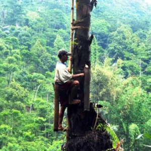 Pria Paruh Baya Ditemukan Tewas, Diduga Jatuh dari Pohon Aren