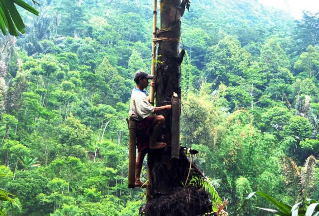 Pria Paruh Baya Ditemukan Tewas, Diduga Jatuh dari Pohon Aren