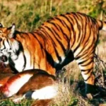Harimau Mangsa 12 Ekor Sapi Milik Warga Mukomuko