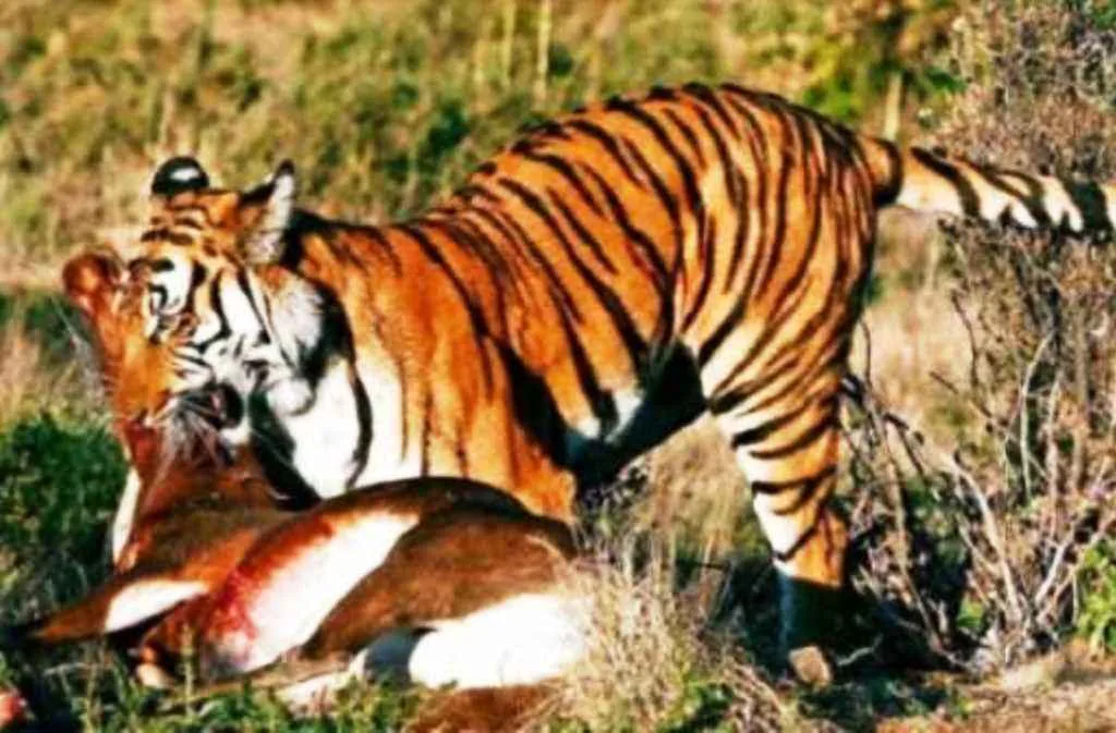 Harimau Mangsa 12 Ekor Sapi Milik Warga Mukomuko