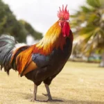 Mau Curi Ayam, Dua Remaja Babak Belur Dihajar Warga