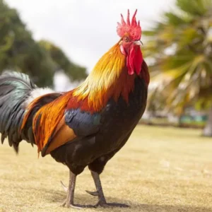 Mau Curi Ayam, Dua Remaja Babak Belur Dihajar Warga Mau Curi Ayam, Dua Remaja Babak Belur Dihajar Warga