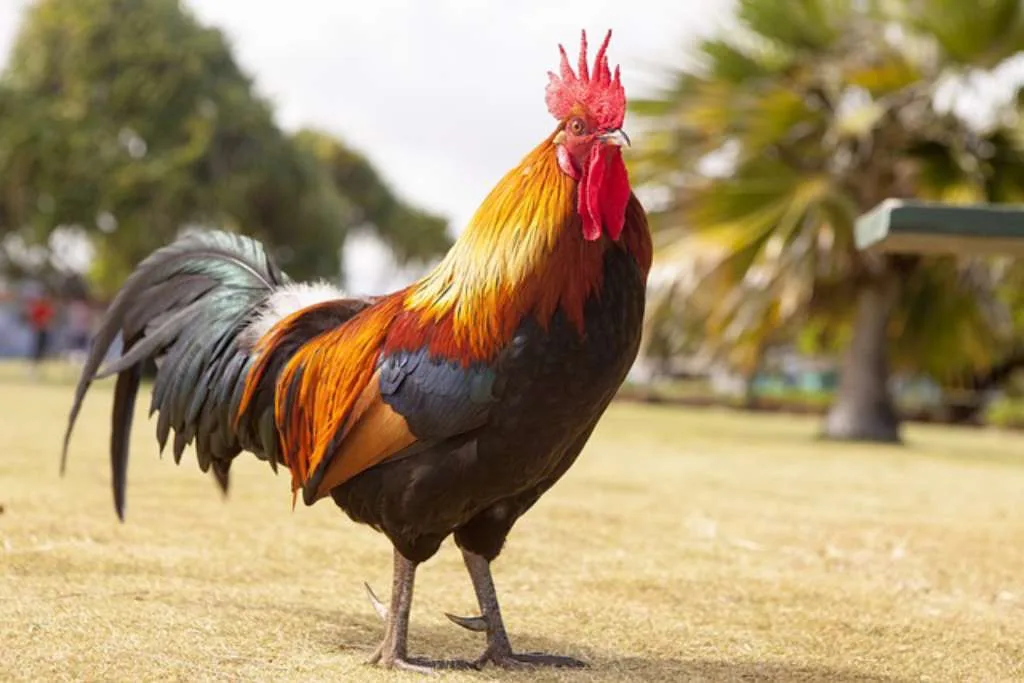 Mau Curi Ayam, Dua Remaja Babak Belur Dihajar Warga