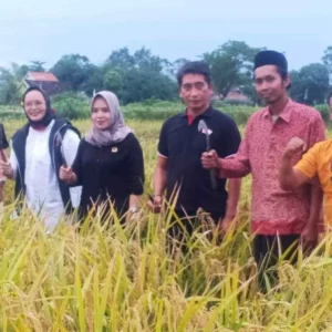 Panen Raya Padi MSP, Suwondo: Kita Ciptakan Petani Yang Berdaulat