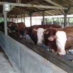 Beroperasi 2 Tahun Tanpa Izin, Kades dan Kadis DLH Akui Tidak Tahu Kementan Pastikan Harga Sapi Hidup Stabil Demi Peternak Lokal