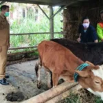 BUMDes Bendo Lakukan Program Penggemukkan Sapi, Kades Andri Tejo: PAD Dapat Masyarakat Untung