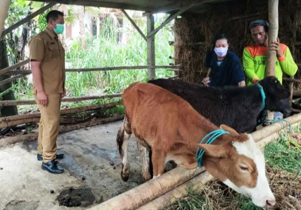 BUMDes Bendo Lakukan Program Penggemukkan Sapi, Kades Andri Tejo: PAD Dapat Masyarakat Untung