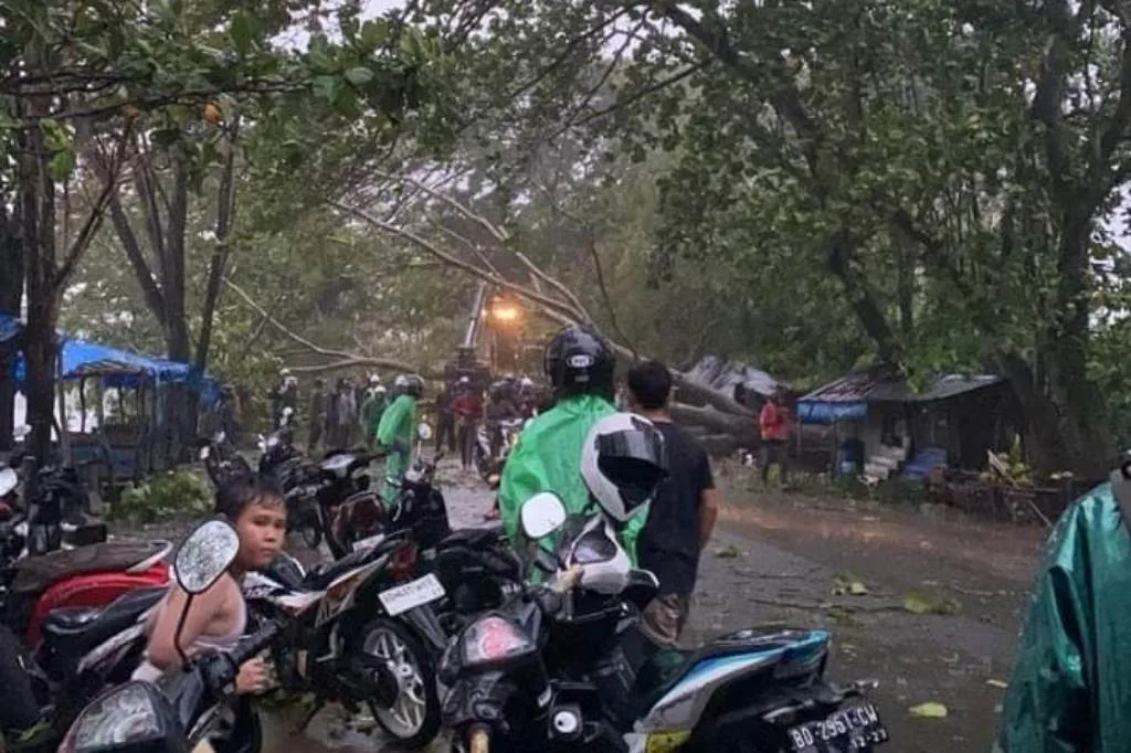 Hujan Badai Terjang Bengkulu, BPBD Provinsi: Banyak Pohon Tumbang dan Atap Melayang