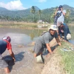 Pemdes Pya Mbik Laksanakan Kegiatan Pengendalian Hama Tikus Pada MT-2