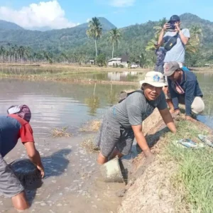Pemdes Pya Mbik Laksanakan Kegiatan Pengendalian Hama Tikus Pada MT-2