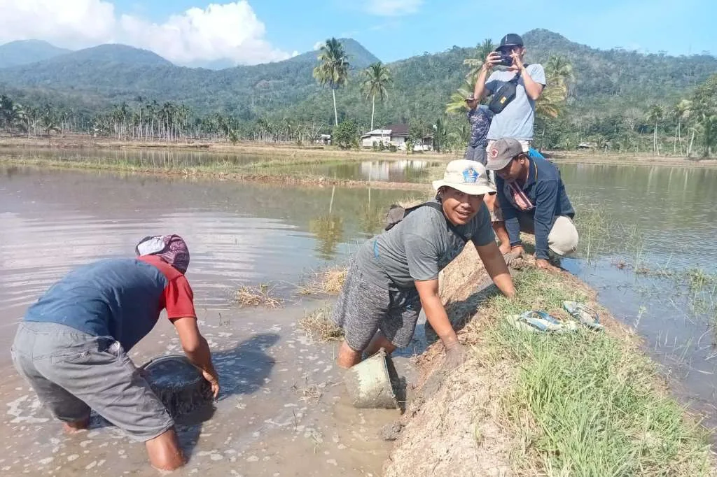 Pemdes Pya Mbik Laksanakan Kegiatan Pengendalian Hama Tikus Pada MT-2