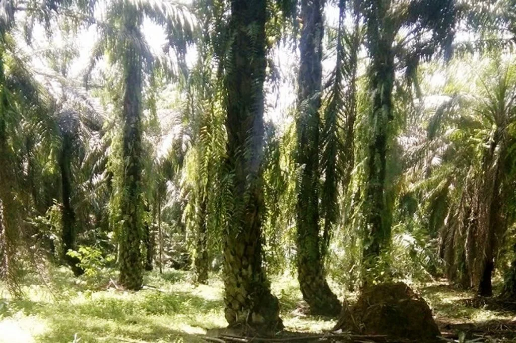Tak Kunjung Terealisasi, Ketua DPRD Benteng Pertanyakan Kelanjutan Program Replanting Sawit