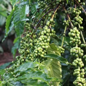 Akibat Cuaca Ekstrem, Harga Kopi Meroket Tinggi