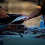 Alami Kenaikan Tajam, Cek di Sini Harga Ikan di Wilayah Jawa Timur