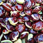 Buah Jengkol: Bukan Sekadar Bau, Tapi Juga Kesehatan