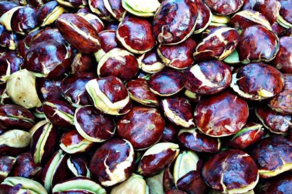 Buah Jengkol: Bukan Sekadar Bau, Tapi Juga Kesehatan