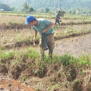 Bupati Lebong Turun ke Sawah Basmi Hama Tikus di Desa Tangua