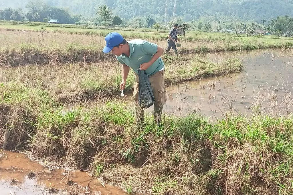 Bupati Lebong Turun ke Sawah Basmi Hama Tikus di Desa Tangua