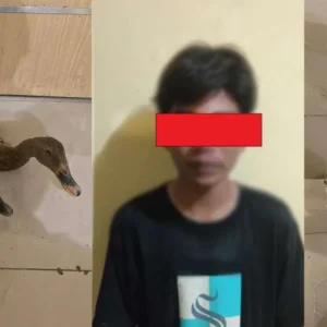 Curi Bebek, Remaja 14 Tahun Diamankan Warga dan Laporkan ke Polisi
