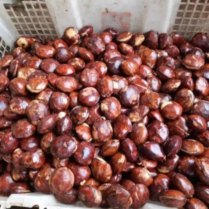 Harga Jengkol Saingi Daging Sapi di Sukabumi