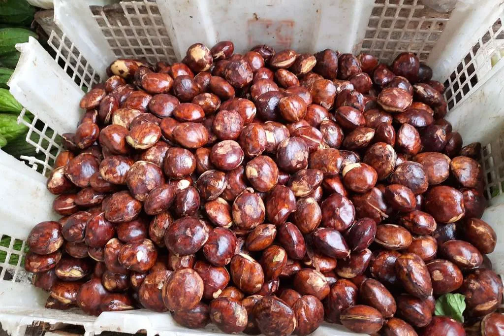 Harga Jengkol Saingi Daging Sapi di Sukabumi