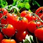 Harga Tomat Alami Kenaikan di Ternate, Cabe dan Bawang Masih Stagnan