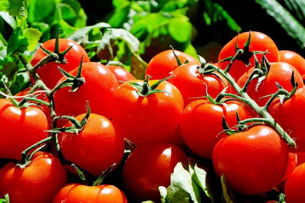 Harga Tomat Alami Kenaikan di Ternate, Cabe dan Bawang Masih Stagnan