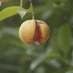 Harganya Menggiurkan, Potensi Komoditas Pala di Sumut Kurang Dilirik
