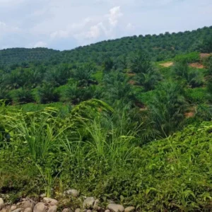 Kelompok SP2M Mukomuko Soroti Keberadaan Perusahaan Perkebunan