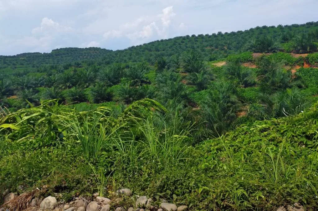 Kelompok SP2M Mukomuko Soroti Keberadaan Perusahaan Perkebunan