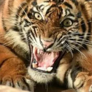 Kisah Sekawanan Harimau Mengamuk di Semidang Bukit Kabu Bengkulu Kisah Sekawanan Harimau Mengamuk di Semidang Bukit Kabu Bengkulu